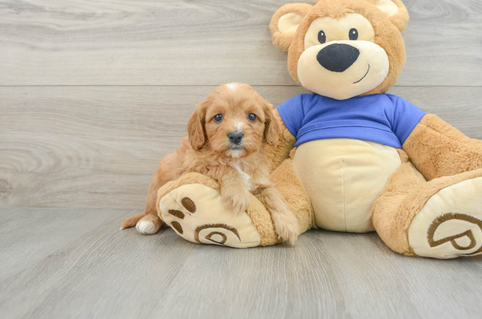 6 week old Cavapoo Puppy For Sale - Premier Pups