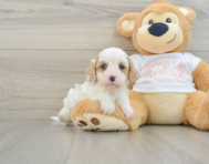 7 week old Cavapoo Puppy For Sale - Premier Pups