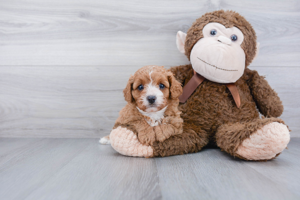 Best Cavapoo Baby