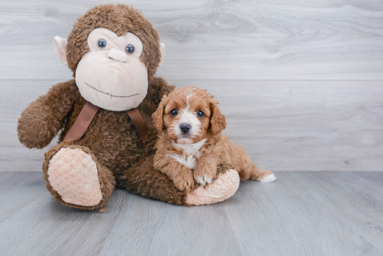 Cavapoo Pup Being Cute