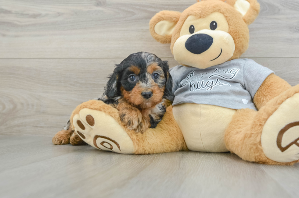 5 week old Cavapoo Puppy For Sale - Premier Pups