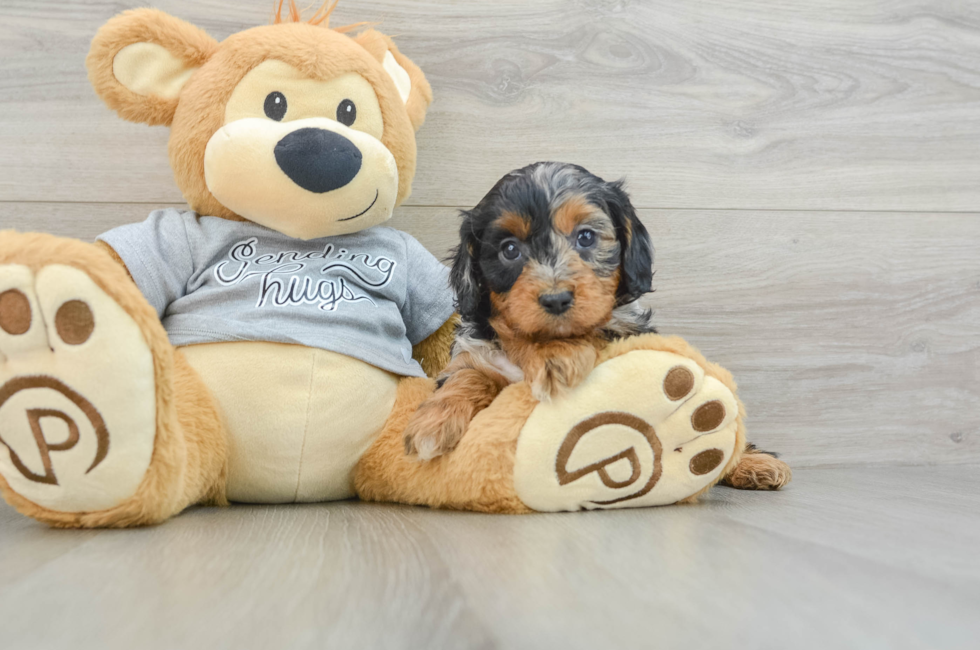 7 week old Cavapoo Puppy For Sale - Premier Pups