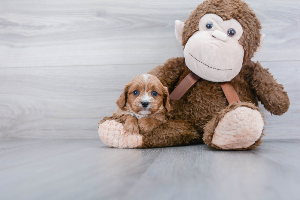 Cavapoo Pup Being Cute