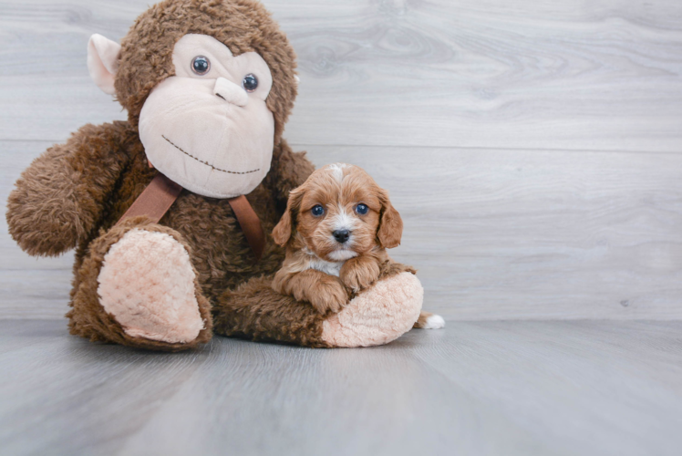 Cavapoo Puppy for Adoption