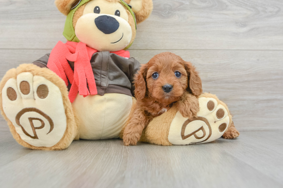 5 week old Cavapoo Puppy For Sale - Premier Pups