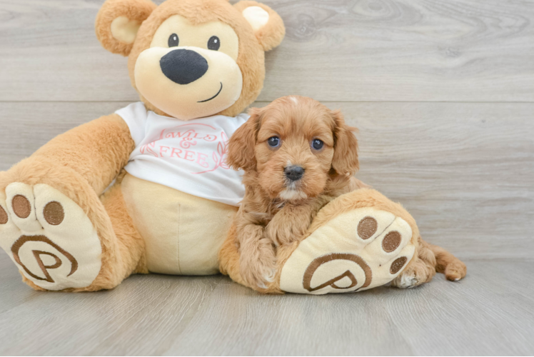 Smart Cavapoo Poodle Mix Pup