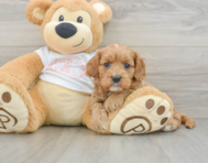 8 week old Cavapoo Puppy For Sale - Premier Pups