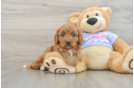Adorable Cavalier King Charles Spaniel and Poodle Mix Poodle Mix Puppy