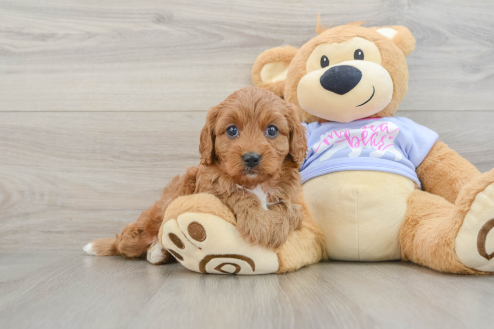 Adorable Cavalier King Charles Spaniel and Poodle Mix Poodle Mix Puppy