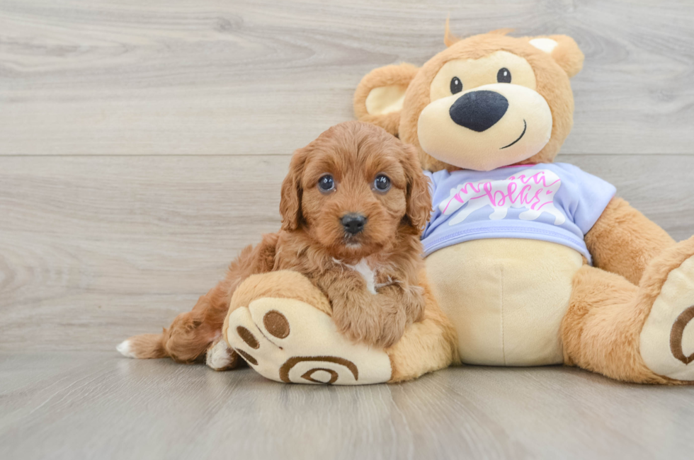 6 week old Cavapoo Puppy For Sale - Premier Pups