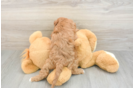 Fluffy Cavapoo Poodle Mix Pup