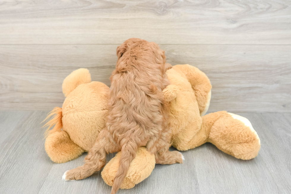 Fluffy Cavapoo Poodle Mix Pup