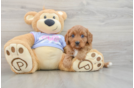 Friendly Cavapoo Baby