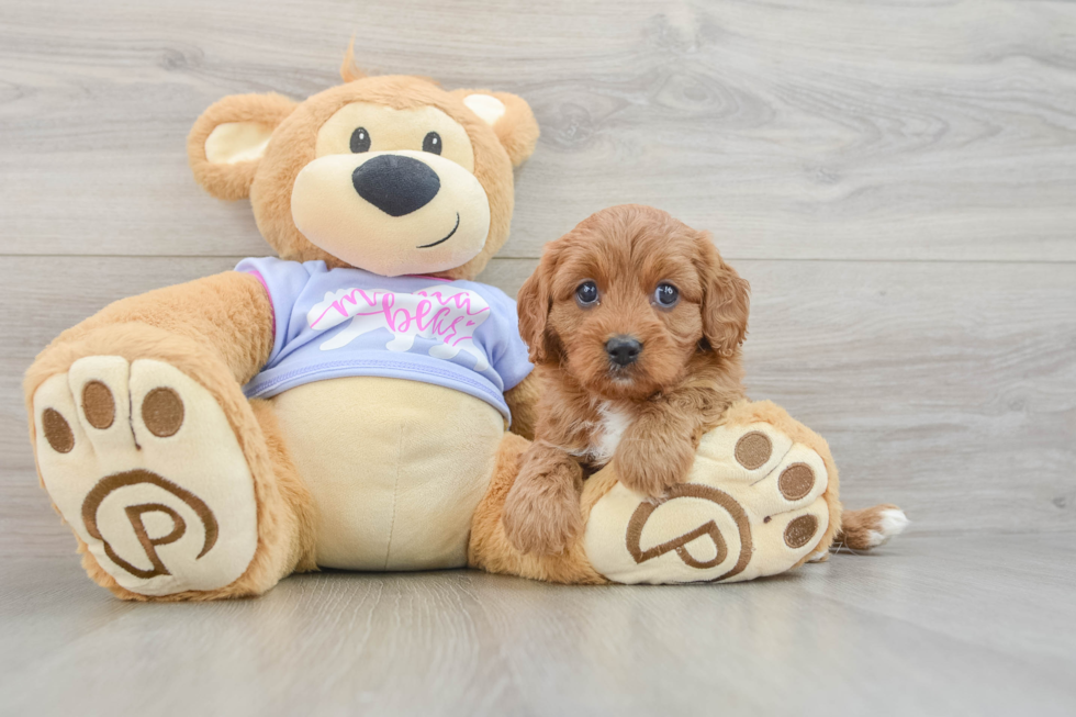 Friendly Cavapoo Baby