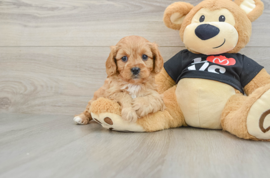 Cavapoo Puppy for Adoption