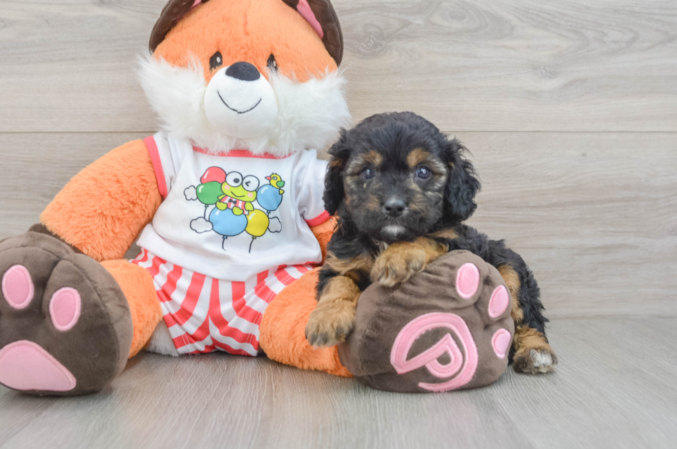 7 week old Cavapoo Puppy For Sale - Premier Pups
