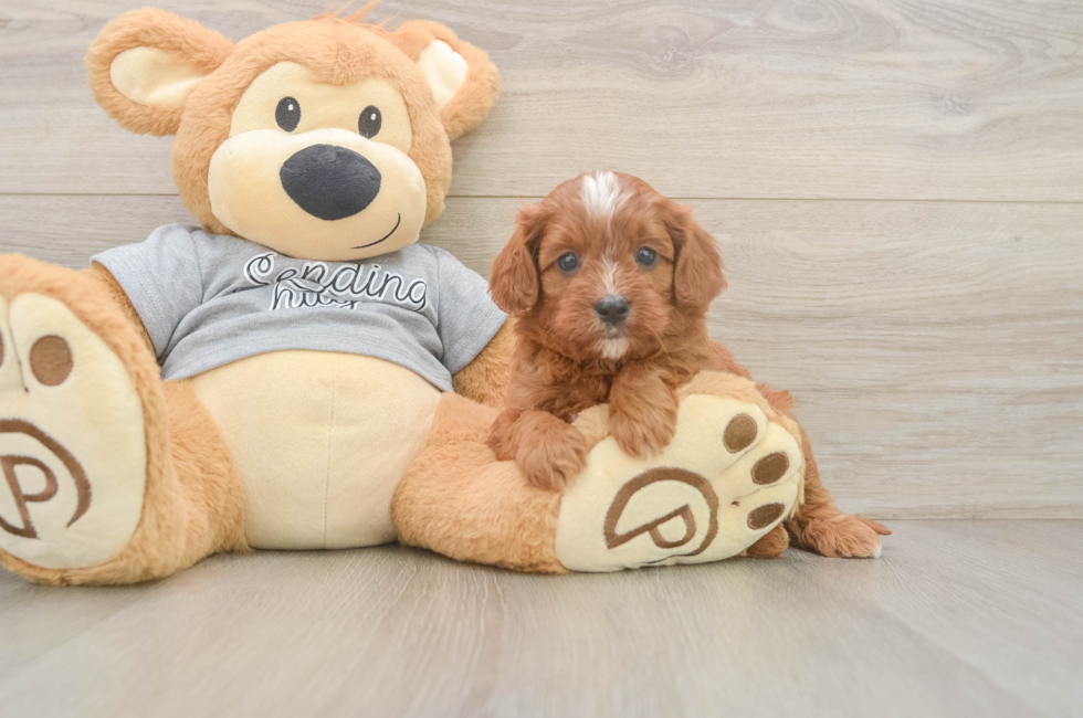 5 week old Cavapoo Puppy For Sale - Premier Pups