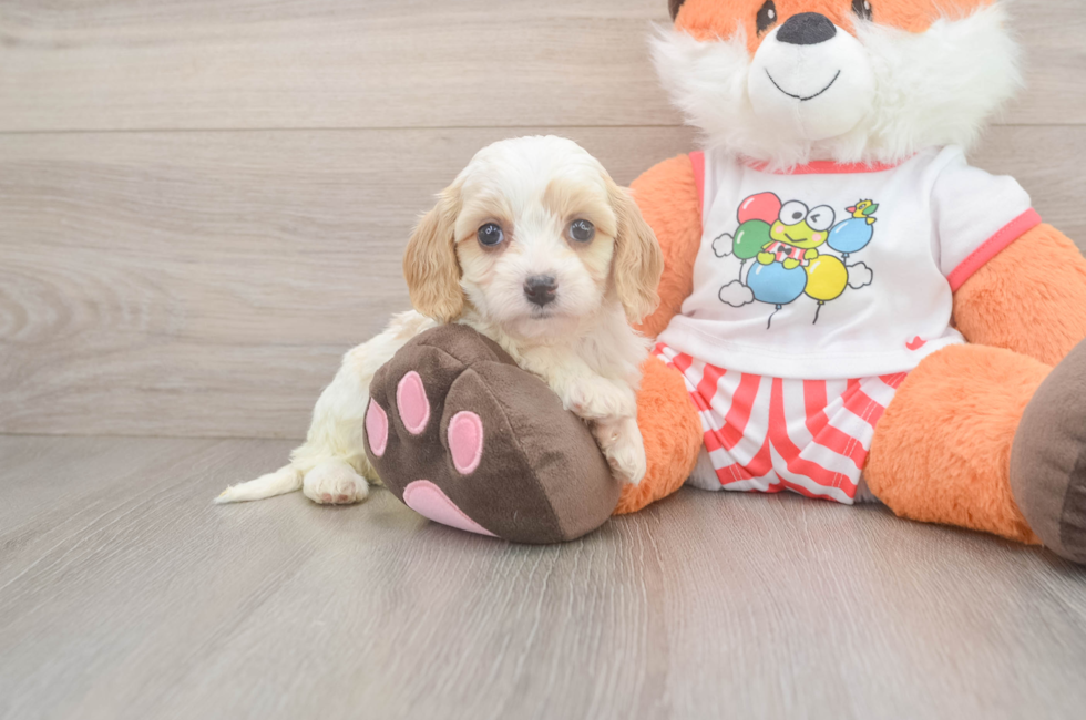 5 week old Cavapoo Puppy For Sale - Premier Pups