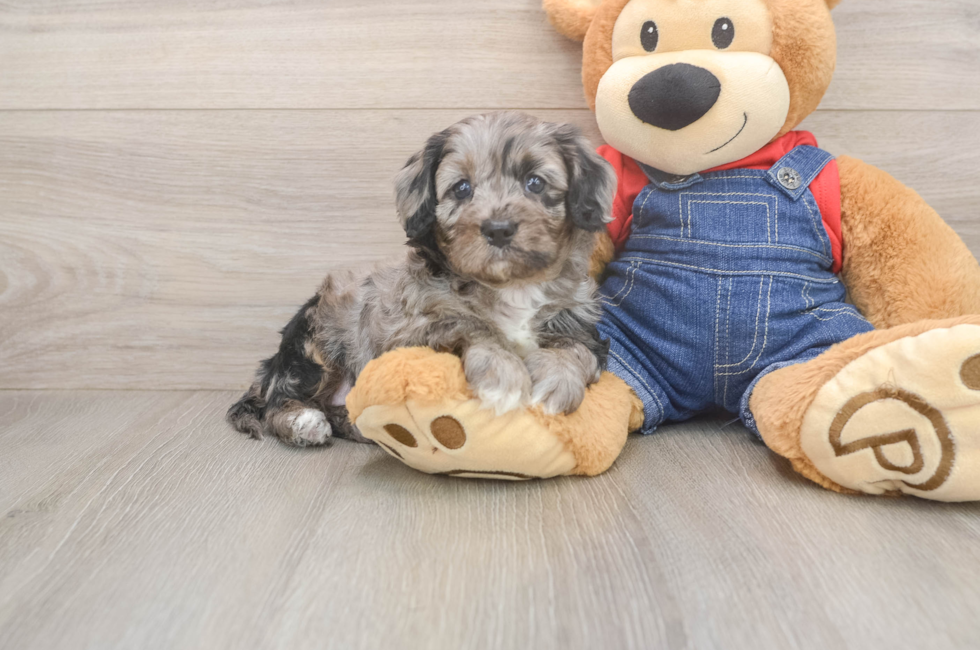 5 week old Cavapoo Puppy For Sale - Premier Pups