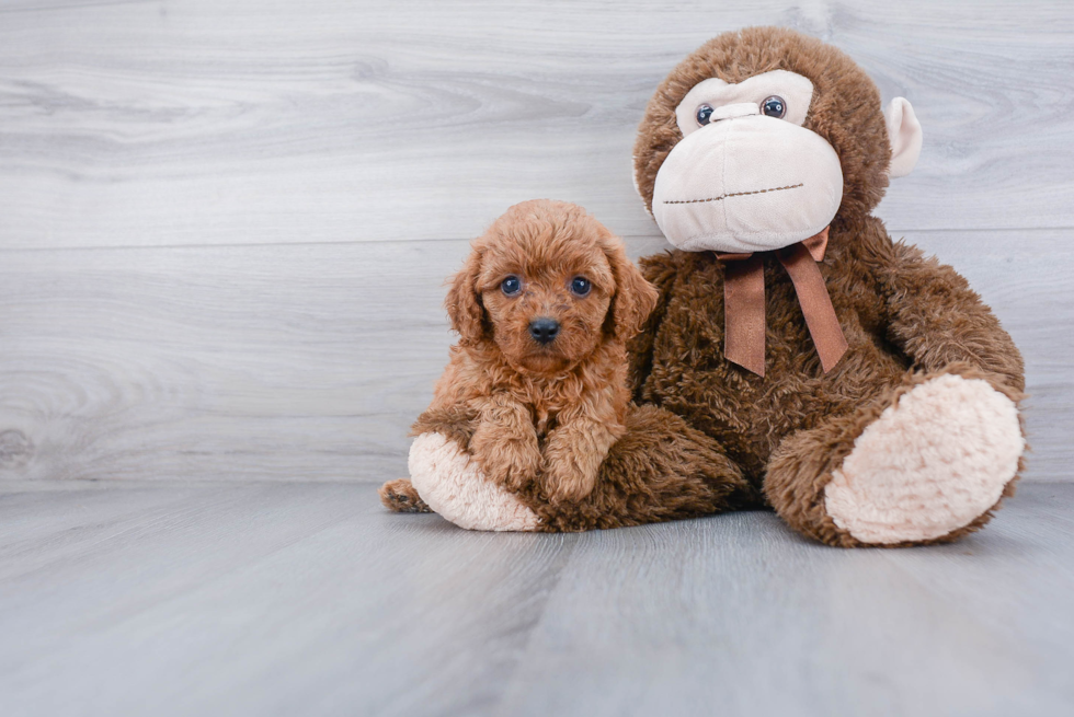 Cavapoo Puppy for Adoption