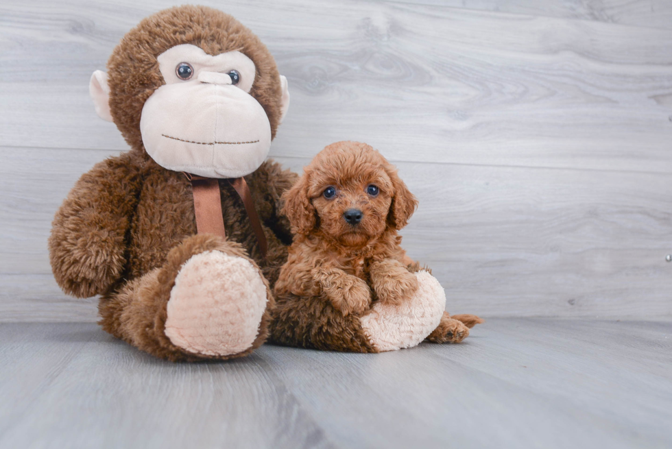 Cute Cavapoo Baby