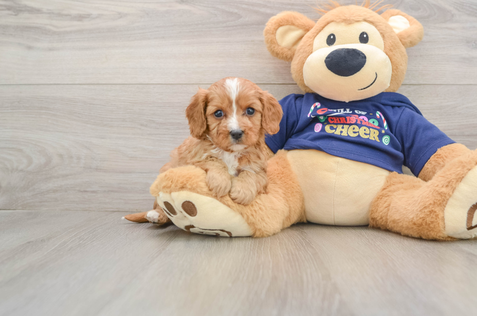 5 week old Cavapoo Puppy For Sale - Premier Pups