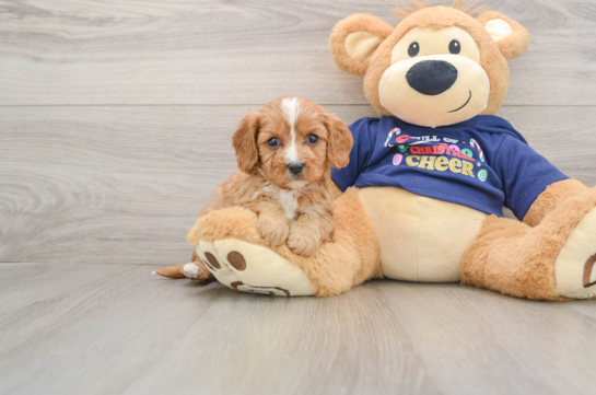 Cute Cavapoo Baby