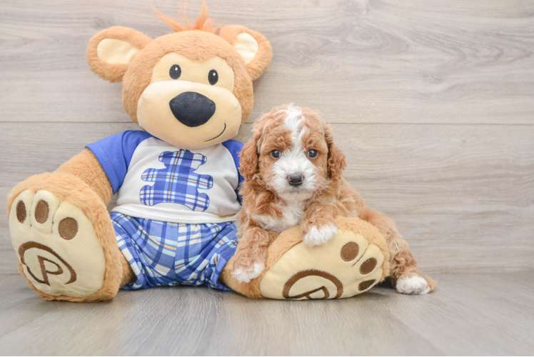 Little Cavipoo Poodle Mix Puppy