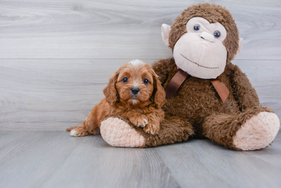 Cavapoo Pup Being Cute