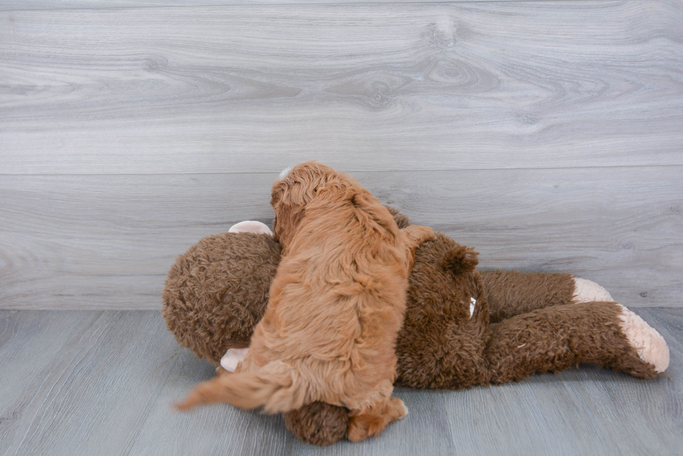 Popular Cavapoo Poodle Mix Pup