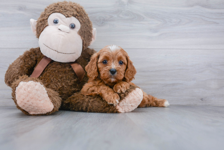 Cavapoo Puppy for Adoption