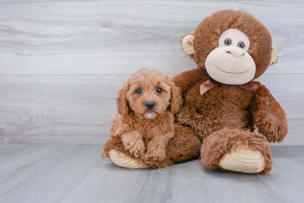 Cavapoo Puppy for Adoption