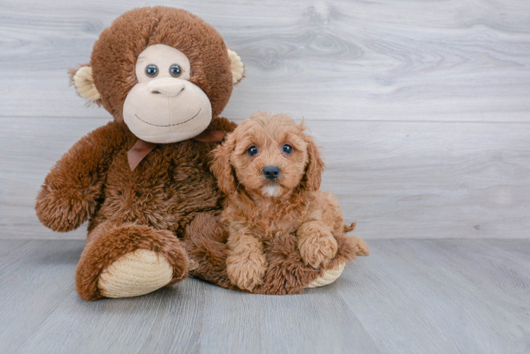 Best Cavapoo Baby