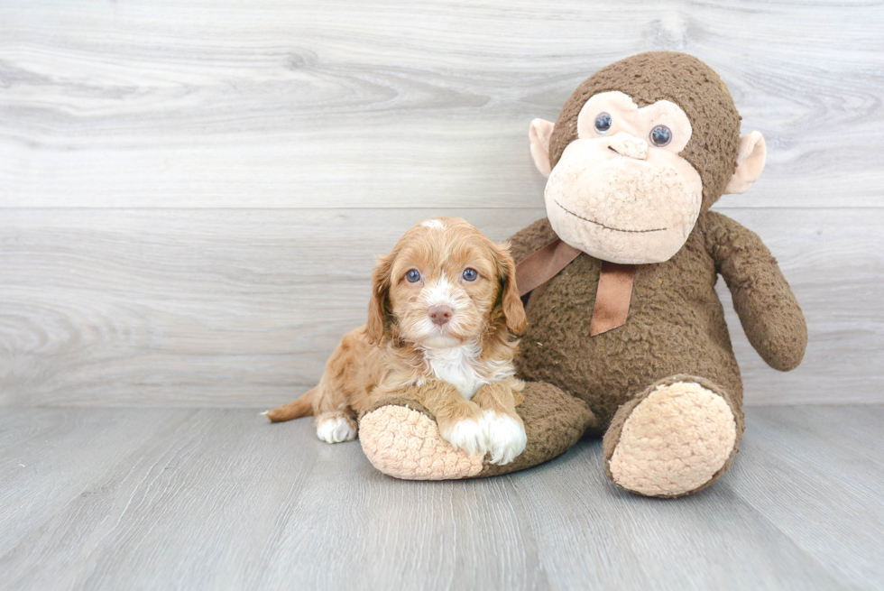 Playful Cavoodle Poodle Mix Puppy