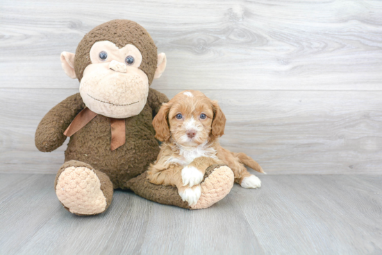 Best Cavapoo Baby