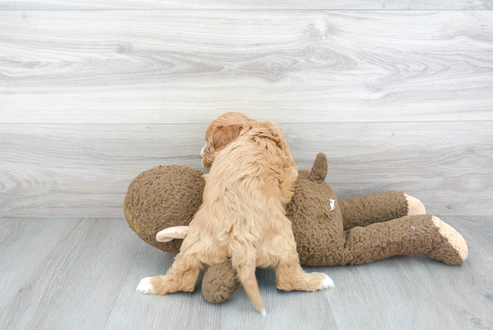 Friendly Cavapoo Baby