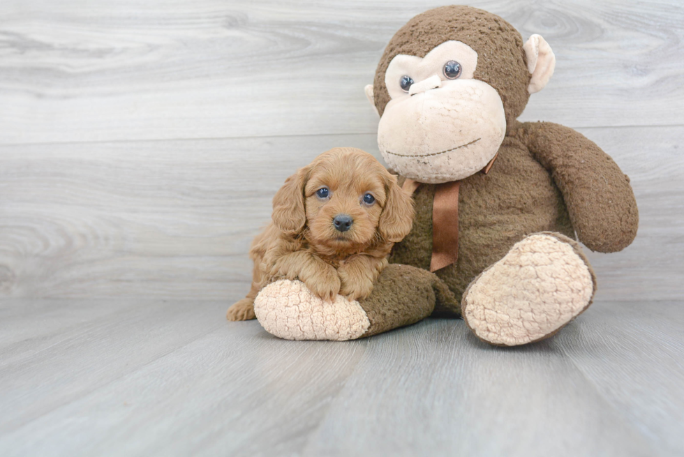 Cavapoo Pup Being Cute