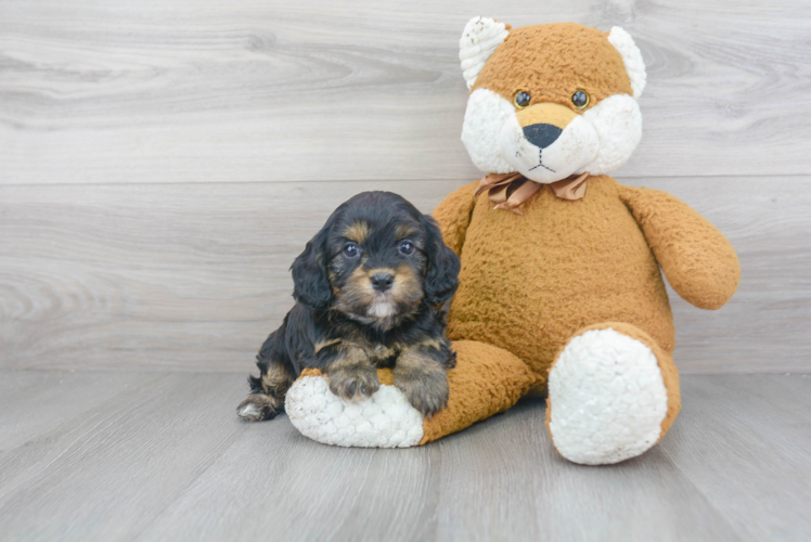 Popular Cavapoo Poodle Mix Pup