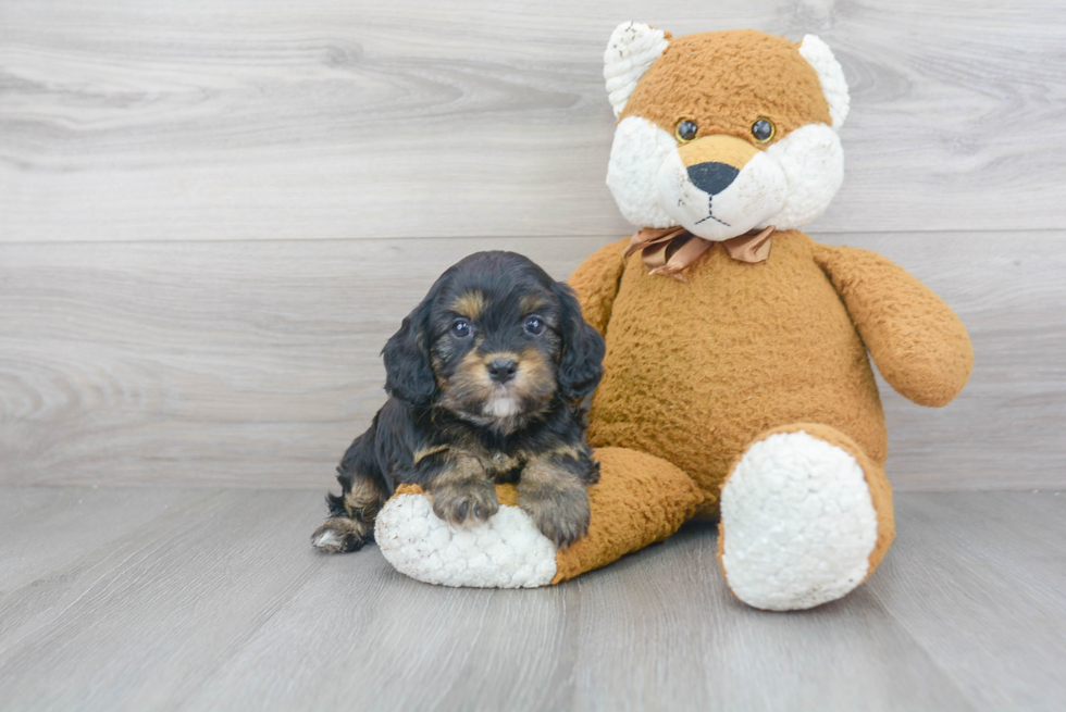 Popular Cavapoo Poodle Mix Pup