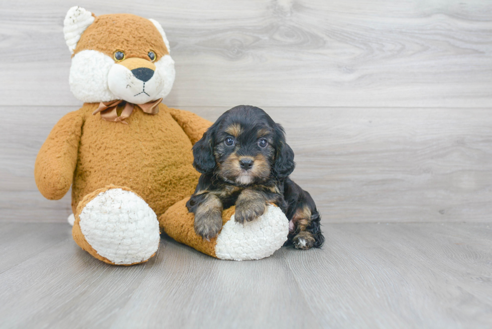 Little Cavoodle Poodle Mix Puppy