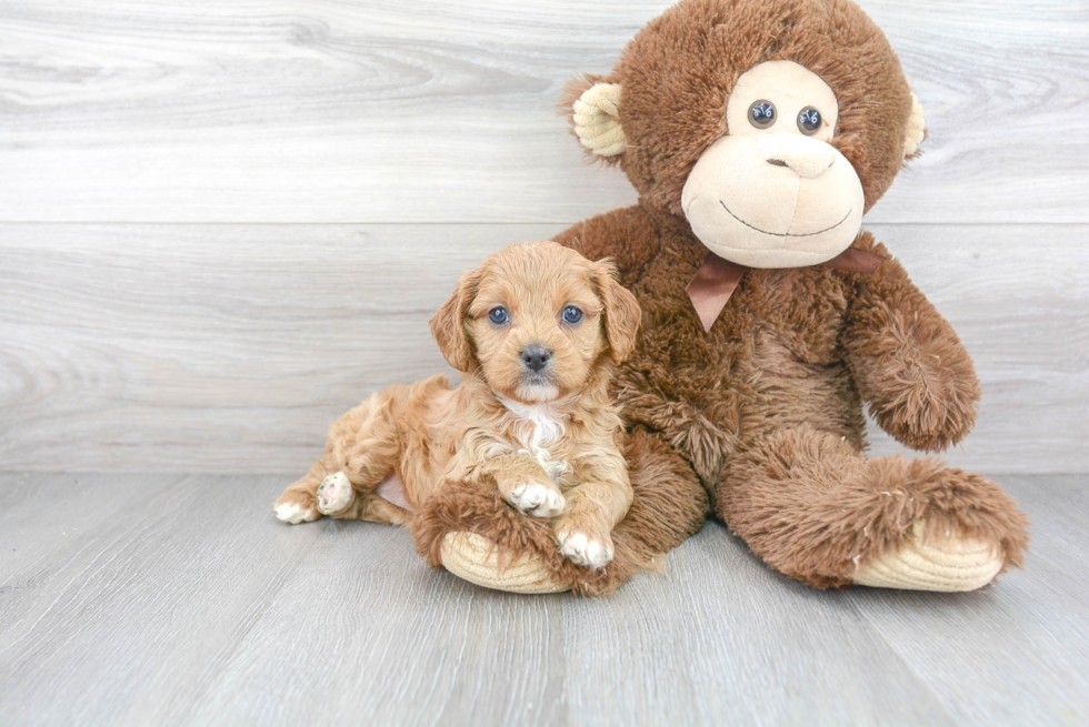 Smart Cavapoo Poodle Mix Pup