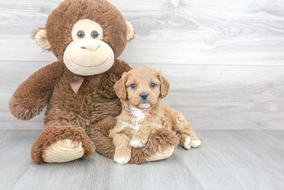 Cavapoo Puppy for Adoption