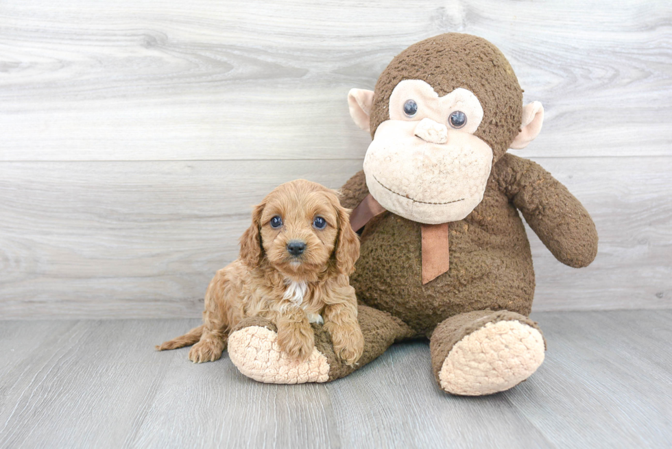 Best Cavapoo Baby