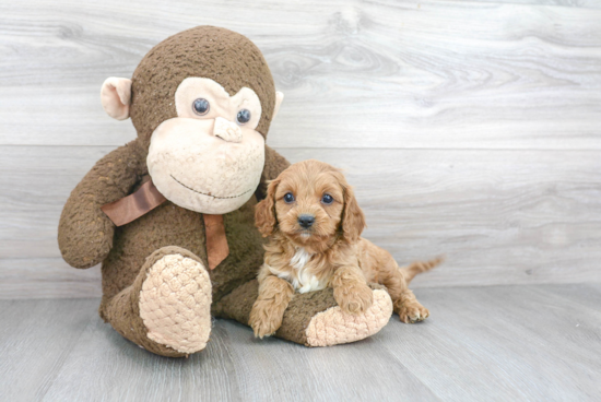 Hypoallergenic Cavoodle Poodle Mix Puppy