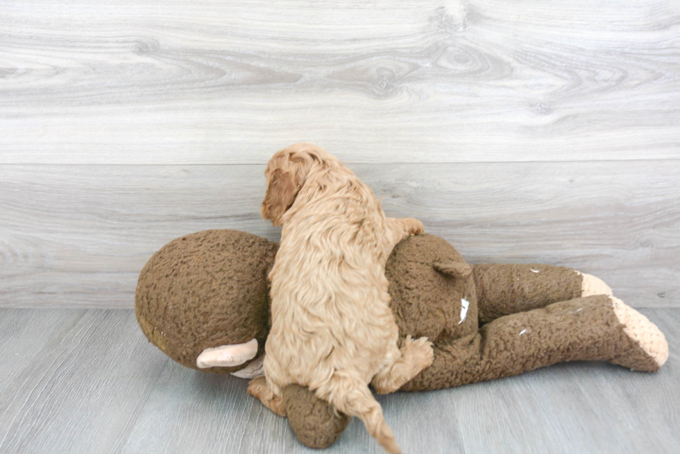 Cavapoo Pup Being Cute