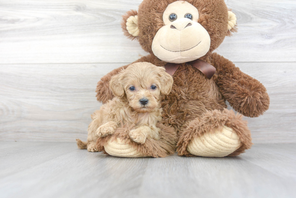 Cavapoo Pup Being Cute