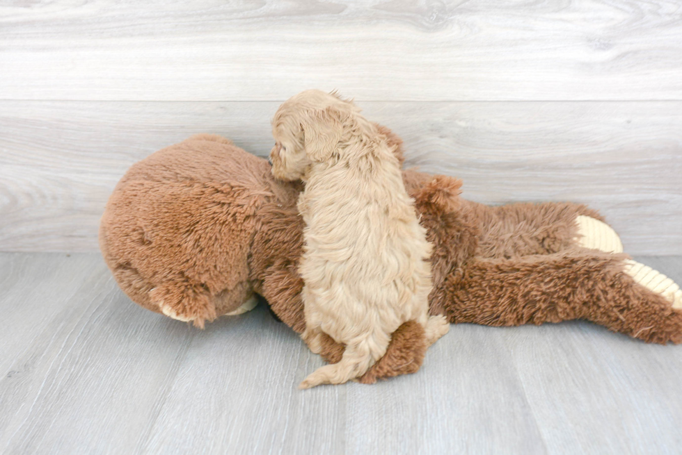 Cavapoo Pup Being Cute