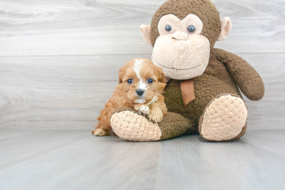 Cavapoo Puppy for Adoption