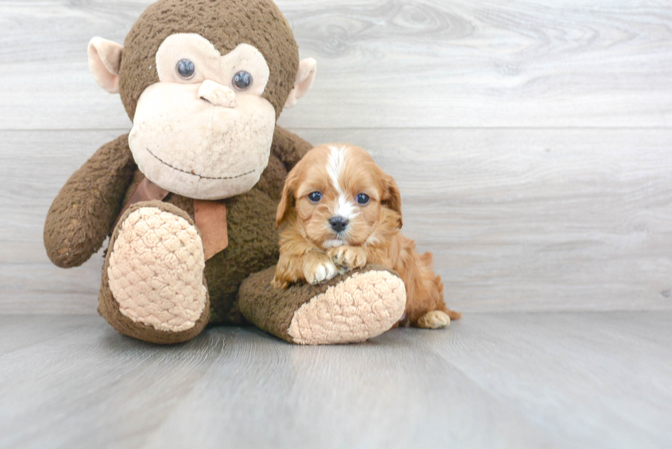 Cavapoo Pup Being Cute