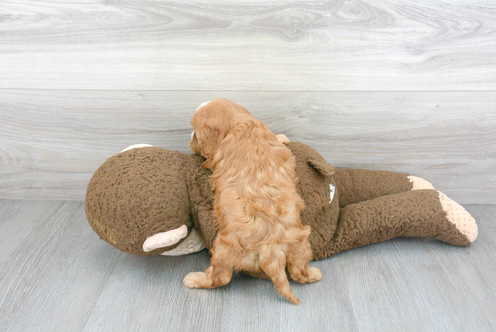 Cavapoo Pup Being Cute